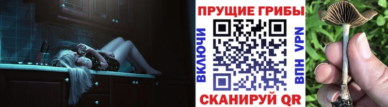 где найти   Камышлов  Псилоцибиновые грибы мухоморы 